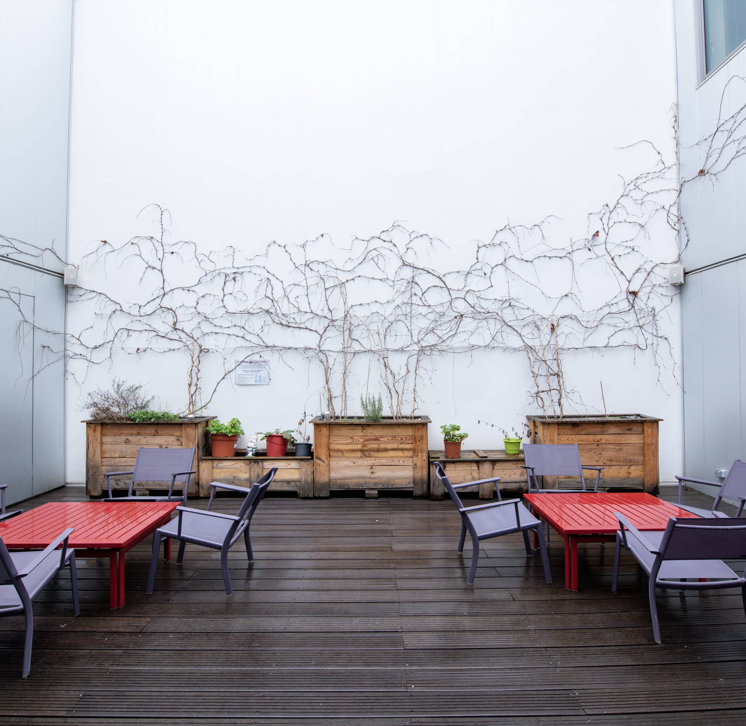 Terrasse extérieure avec un sol en bois, des tables rouges et des chaises violettes. Le mur blanc est décoré de plantes grimpantes sans feuilles, et de grandes jardinières en bois contiennent des pots de plantes vertes.